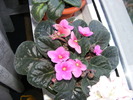 VIOLETA ROZ INCHIS