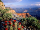 claret_cup_cactus_grand_canyon_national_park_a-normal