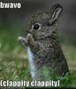 funny-pictures-bravo-bunny1