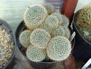 M. aurihamata
