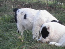 poze 04.05.2009 101