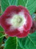 tigrina red