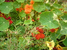 DSC00779