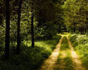 Germany_Forest_Road