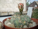 DSCF1021