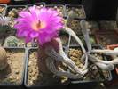Echinocereus rigidissimus v rubrispinus