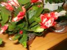 schlumbergera somon