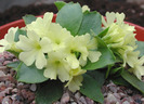 primula lismores