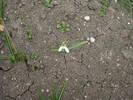 Snowdrop (2009, March 24)