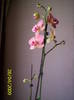 Orhideea 28 apr 2009 (1)