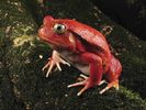 Rare Tomato Frog, Maroantsetra, Madagascar