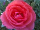 trandafir 4