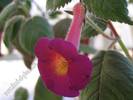 Achimenes Lady Lyttelton 4