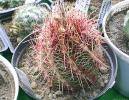 Thelocactus bicolor v tricolor