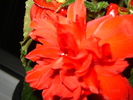 DSC02592