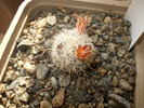 Mammillaria gasseriana