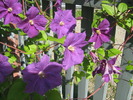 clematis