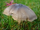 Wild Mushroom (2009, November 21)