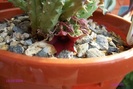 Huernia rubra