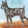 pinscher-arlechin-001