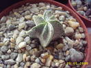 Astrophytum myriostigma v. quadricostata