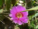 echinocereus_reichenbachii_ssp.baileyi