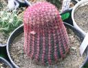 echinocereus_rigidisimus_v.rubrispinus
