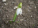 Snowdrop (2009, March 21)