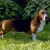 BASSET ARTESIAN NORMAND