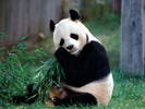 Imagini Animale Ursi Panda_ Imagini cu Animale Mari_ Poze Ursi Panda