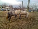 Percheron