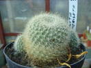 Rebutia glomeriseta