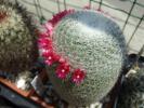 Mammillaria supertexta