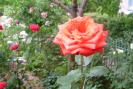 gradina 2008 046