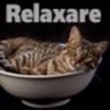 animale__motan_jpg_85_cw85_ch85
