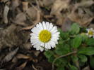 English Daisy (2009, April 06)