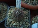 Notocactus ottonis