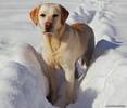 Labrador[1]