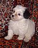 bichon Havanese