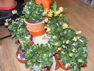 Kalanchoe