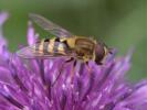 HOVERFLY