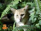 JungleCat-bcr