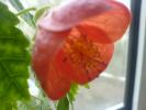 floare abutilon