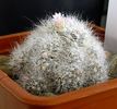 Mammillaria glasii 1-flori,martie2009