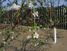2009_04120081