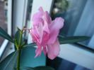 Splendissimum Pink