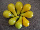 Tomato Yellow Pear (2009, July 28)