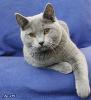 chartreux03