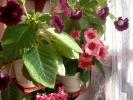 Gloxinia-4 005