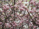 2009_0329Image0046